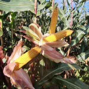 Alternative view of Dżekhpot MS FAO 210 (SEED) 80K seeds
